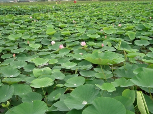 白河蓮花池(TEST)