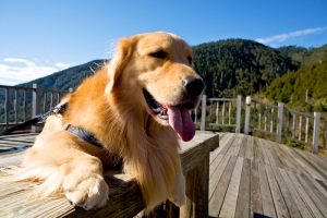 自我介紹 >> 我叫周金旺