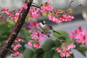 一兼二顧 摸蛤兼洗褲