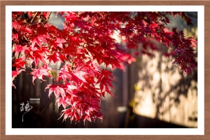 ::: Maple Leaves  楓 by DV :::