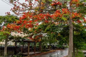 溪州 - 鳳凰花綠色隧道