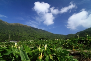 一年一度竹子湖 + 台北奧萬大