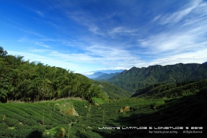 銀杏紛黃＠大崙山茶園