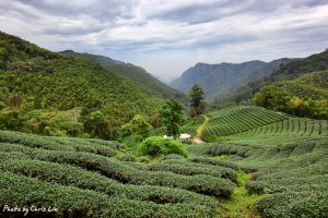 絕美竹山(一) ---- 高山茶園篇