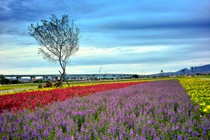 二重疏洪道花海