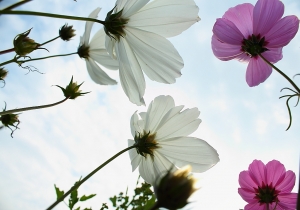 最近看到膩的波斯菊 by 攝工