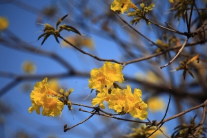 台南 東豐路的黃花風鈴木&木棉樹