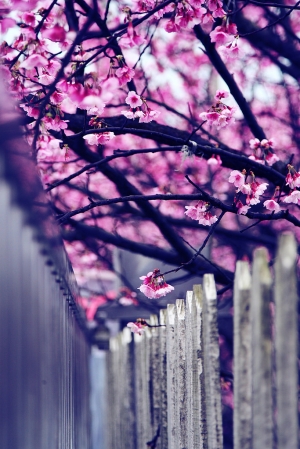 2012/2/1平等里春櫻大賞