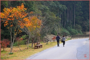 台中Wang~~自然隨拍……衫林溪。楓。後段。