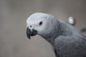 用50mm1.8&nbsp;&nbsp;打鳥