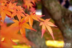 大阪京都賞楓-秋名剎國寶南禪寺