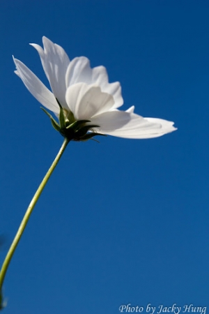 之前去烏日花海隨手拍的^^