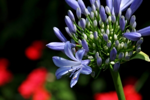 陽明山的花與蝶