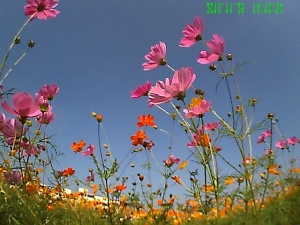再拍橋頭花海......這次玩點不一樣的^^