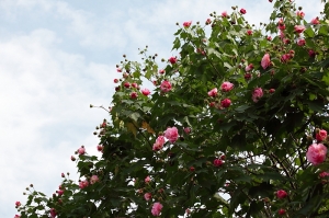 成都市花---芙蓉&nbsp;&nbsp;by riken