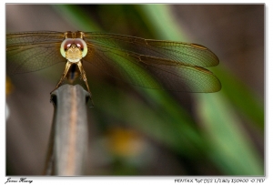 麥克洛蜻蜓。20090610台大農改場