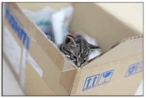 小貓咪認養（已被認養，感謝大家幫忙）