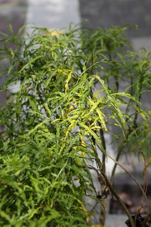 植物園~測試順便開箱