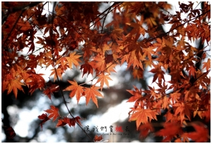 [台中]讓我們賞楓去-楓情萬種福壽山(上)