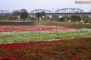 高雄舊鐵橋溼地