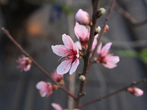 ★2013/03田園花草(一)★