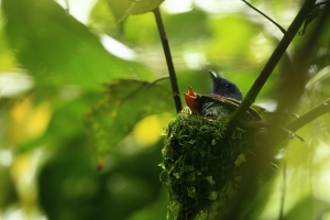 黑枕藍鶲育雛
