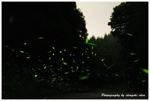 螢火蟲 20110520