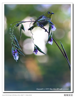 【CF生態篇2012年7月份優秀作品賞析】