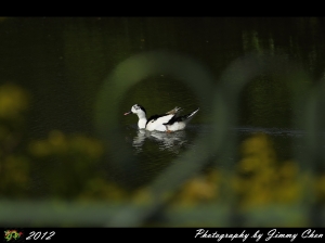 貫徹風格-鳥+M~~BY 好攝客