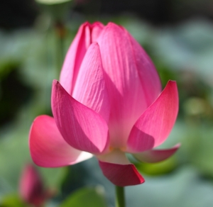 0606 中興新村賞荷花
