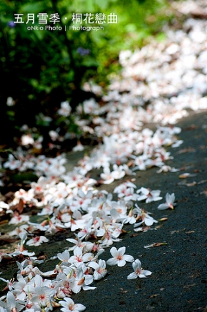 2010 桐花季．台北三峽