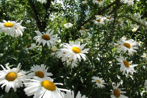 新手試貼...請多指教