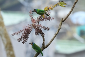 美豔五色鳥