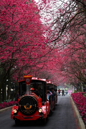 2011九族賞櫻去~