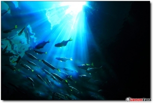海生館的魚兒們！