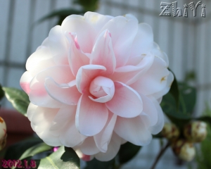【花居多，幾隻汪，幾隻喵～！】