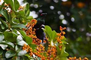 怪鳥-亞洲輝椋鳥