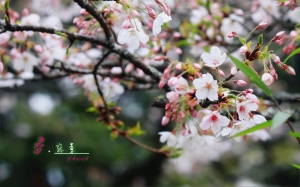 春.寫意-HANNA
