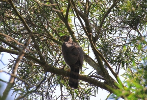 八卦山賞鷹_鳳頭蒼鷹