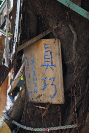 空。空        台南捲毛