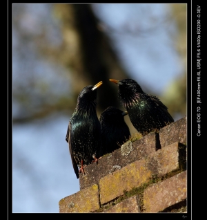 EF 400mm F5.6 european starling (sturnus vulgaris)鳥10
