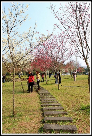 小半天公園、麒麟潭賞櫻