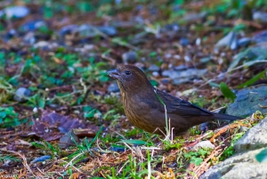 不紅的酒紅朱雀
