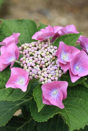 竹子湖 - 繡球花