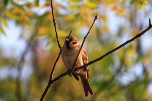 台中都會公園雜拍(鳥)