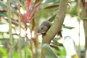 85L 木柵動物園外拍