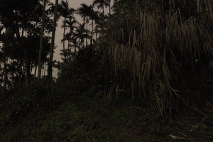 2013年台南梅嶺賞螢季