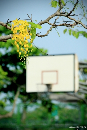 夏日氣息~阿勃勒