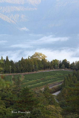 福壽山雲海