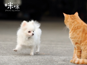 【60D】135L鏡試拍‧咪咪